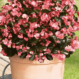 Бегония Big Rose Bronze Leaf