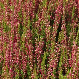 Вереск обыкновенный Nora