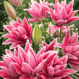 Лилия Roselily Thalita