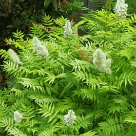 Рябинник рябинолистный