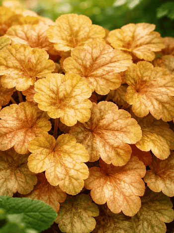 Гейхера Ginger Ale