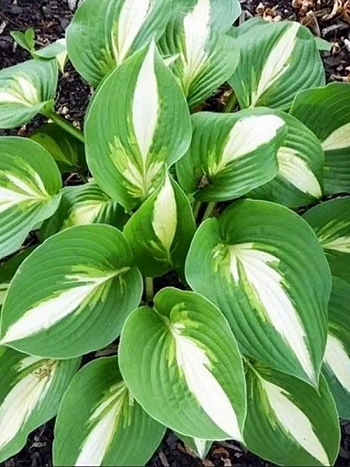 Хоста Ann Kulpa