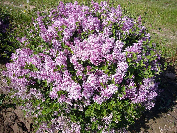 Сирень венгерская