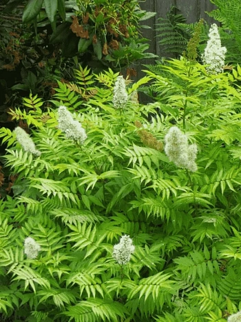 Рябинник рябинолистный