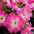Петуния крупноцветковая Танго Розовая с белой горловиной Петуния крупноцветковая Танго Розовая с белой горловиной