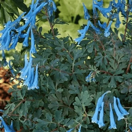 Хохлатка Blue Heron