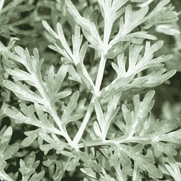 Полынь горькая Lambrook Silver