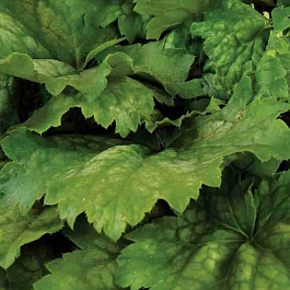 Гейхера Green Tea