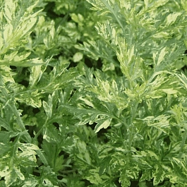 Полынь обыкновенная Aureovariegata