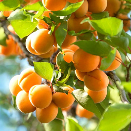 Абрикос обыкновенный Консервный поздний