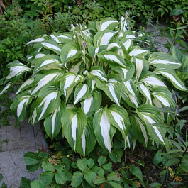 Хоста гибридная Найт Бифо Крисмас