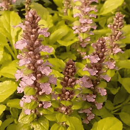 Живучка ползучая Gold Chang