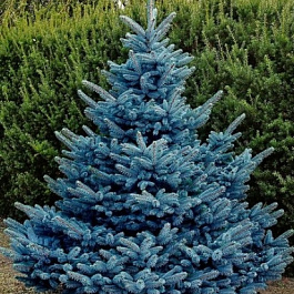 Ель колючая Блю Даймонд Ель колючая Блю Даймонд