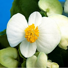 Бегония вечноцветущая зеленолистная Бада Бинг Вайт