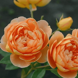 Роза Английская кустовая Pat Austin