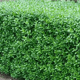 Бирючина обыкновенная Atrovirens