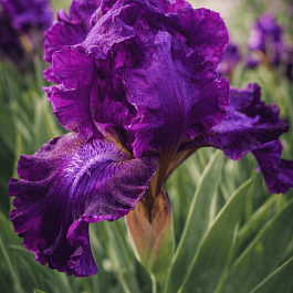 Ирис карликовый Purple