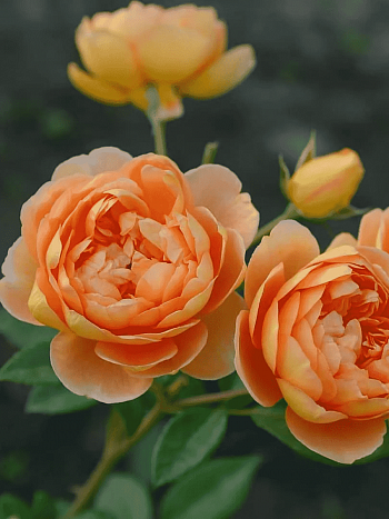 Роза Английская кустовая Pat Austin