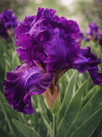 Ирис карликовый Purple