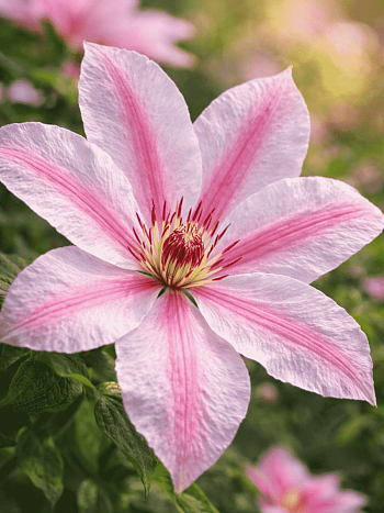 Клематис гибридный Jan Pawel II