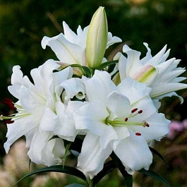 Лилия ОТ-гибрид Уайт Айз НАБОР 2ШТ (1+1)