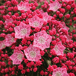 Кальмия широколистная Beacon (Leuchtfeuer)