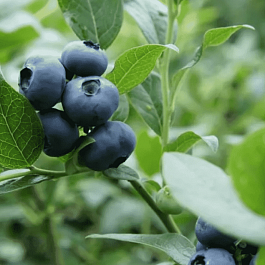 Голубика высокорослая North Blue