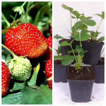 Земляника садовая Фигаро НАБОР 5ШТ