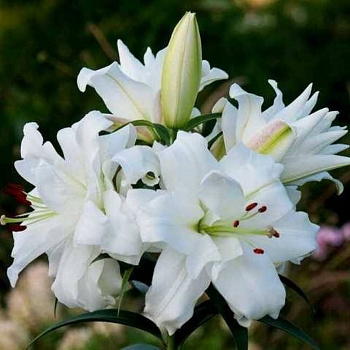 Лилия ОТ-гибрид Уайт Айз НАБОР 2ШТ (1+1)