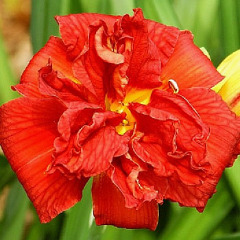 Лилейник гибридный Дабл Файркрэкер