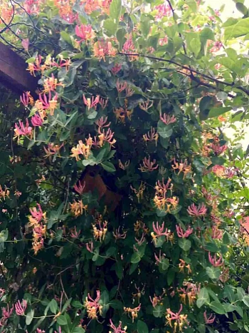 Жимолость Гекрота American Beauty