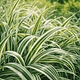 Фалярис тростниковый Feesey's Form