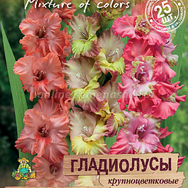Гладиолус крупноцветковый Богиня утренней зари