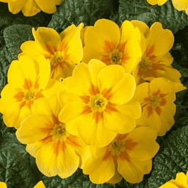 Примула весенняя Bright Deep Yellow