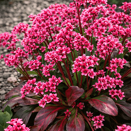 Бадан гибридный Pink Dragonfly