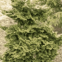 Кипарисовик тупой Pagoda