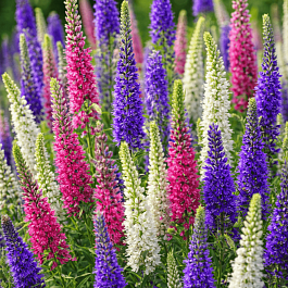 Вероника Микс