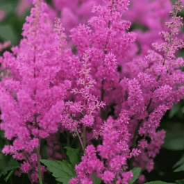 Астильба японская Mainz