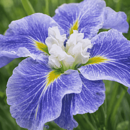 Ирис мечевидный Sugar Dome