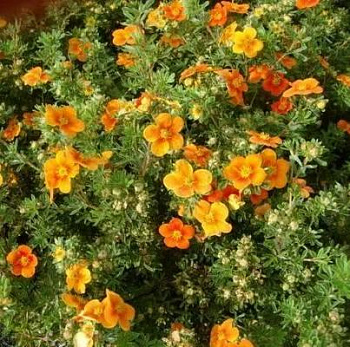 Лапчатка кустарниковая Hopleys Orange