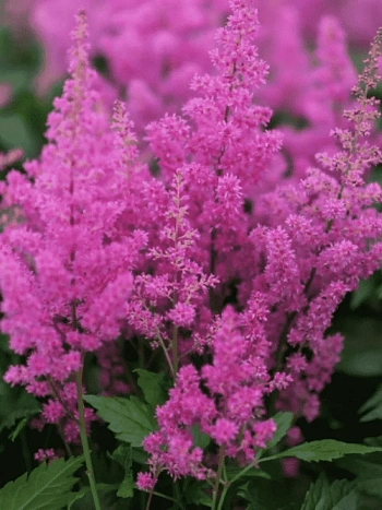 Астильба японская Mainz