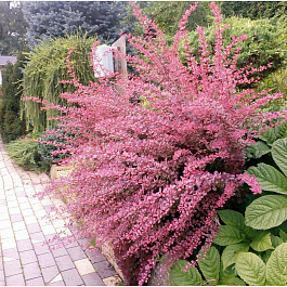 Барбарис Тунберга Пинк Берд