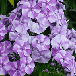 Флокс метельчатый Sternhimmel