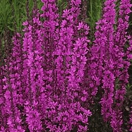 Дербенник иволистный Dropmore purple