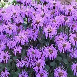 Монарда гибридная Mohawk