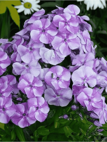 Флокс метельчатый Sternhimmel