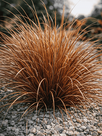 Осока власовидная Bronco