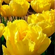 Тюльпан Exotic Sun
