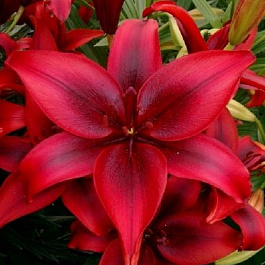 Лилия азиатская Блэк Аут