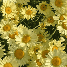 Пупавка гибридная E.C Buxton